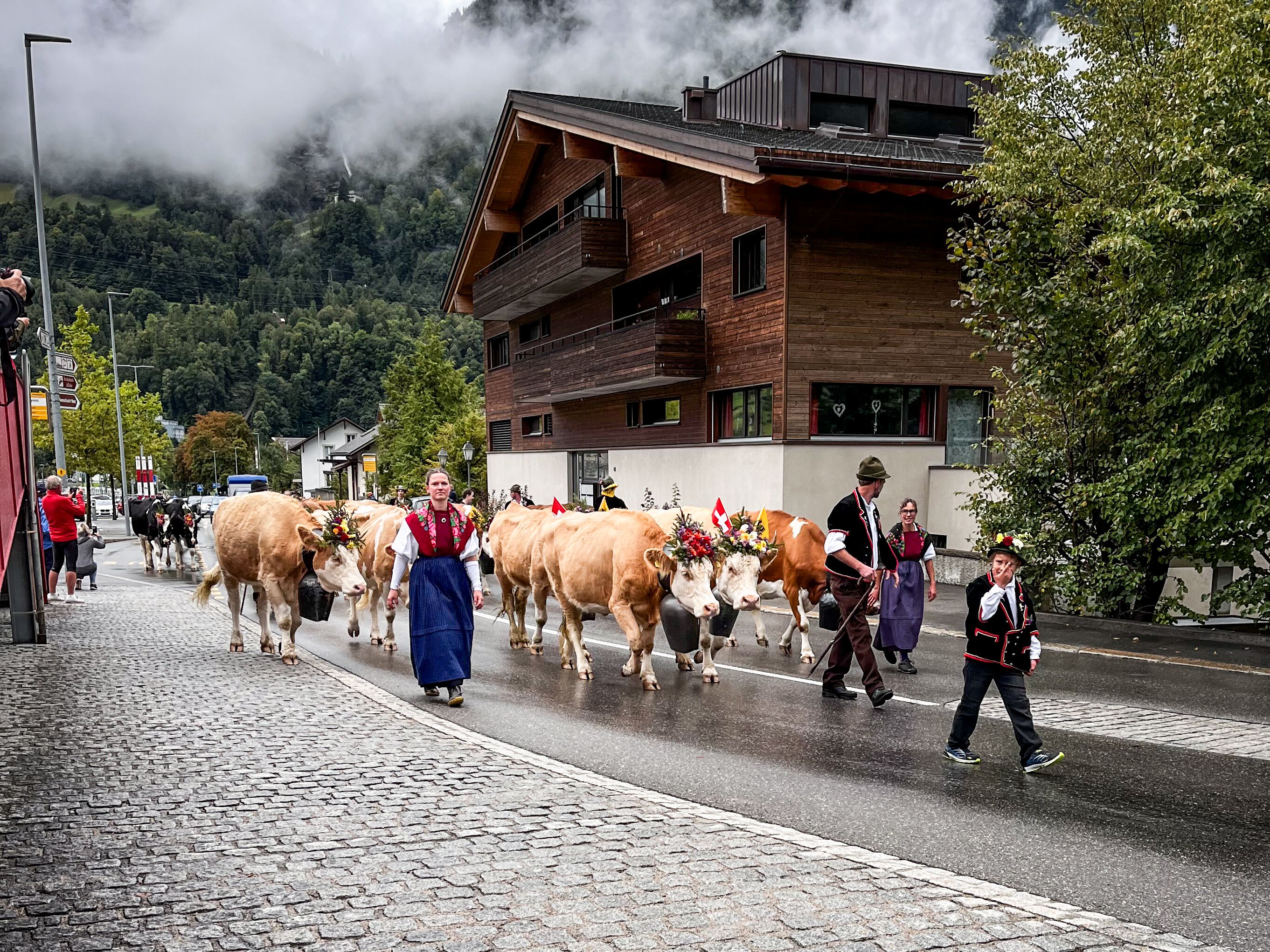 Alpabzug in Meiringen Traditionell geschmückte Kühe laufen durch das Dorf Meiringen bei regnerischem Wetter.